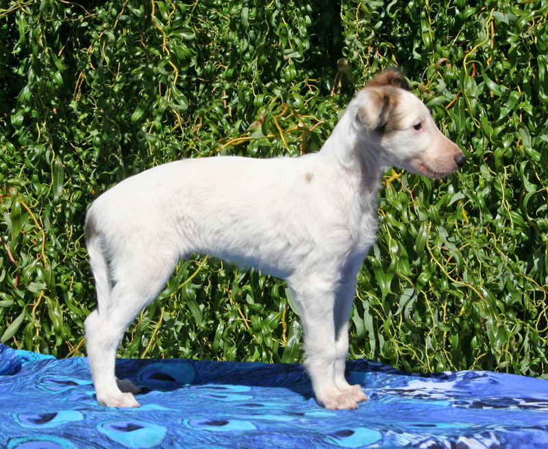 5 weeks - Boy 3 right